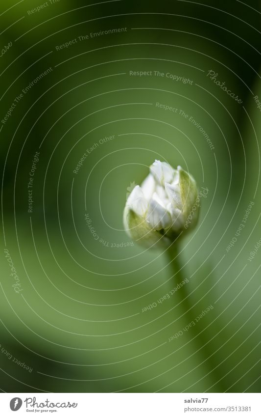 Blütenknospe Bärlauchblüte Pflanze grün Makroaufnahme Schwache Tiefenschärfe Menschenleer Farbfoto weiß Nahaufnahme Frühling Wachstum Hintergrund neutral