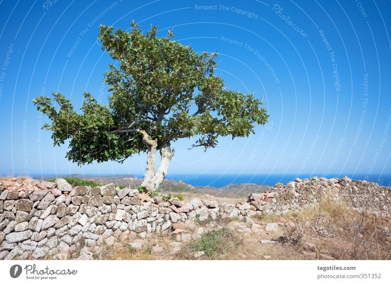 BÄUMSCHE Menorca Castell de Santa Agueda Baum Mauer Ruine Rest alt Architektur Verfall Balearen Ferien & Urlaub & Reisen Reisefotografie Idylle Postkarte