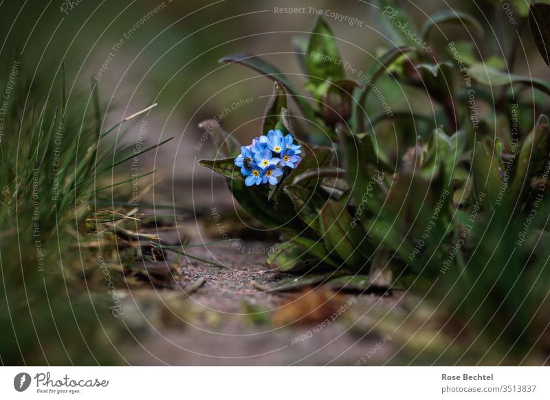 Vergissmeinnicht myosotis Vergißmeinnicht blau Blüte Makroaufnahme Blume Pflanze Frühling Nahaufnahme