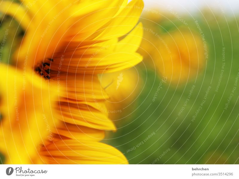 sonnenschein Unschärfe Kontrast Licht Tag Menschenleer Detailaufnahme Nahaufnahme Außenaufnahme Farbfoto Hoffnung Schönes Wetter Sonnenblumenfeld leuchten
