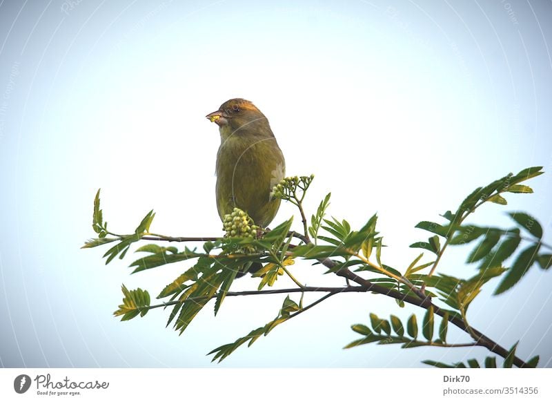 Grünfink auf Ebereschenzweig Ebereschenblätter Zweige u. Äste grün frisch Frühling Vogel Singvogel Frühlingsgefühle Vignettierung Licht Sonnenlicht Abendlicht