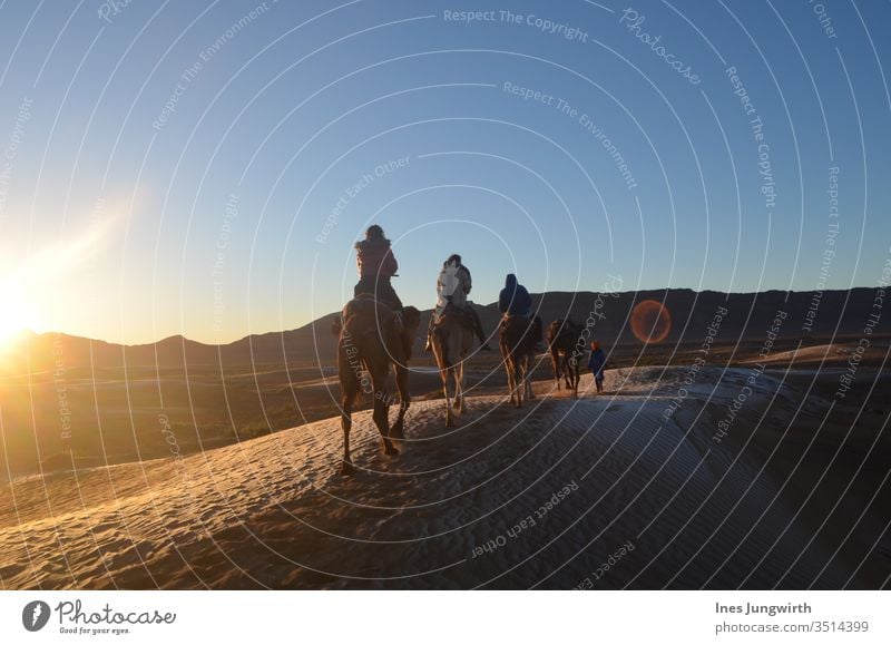 reitend durch die Saharawüste in Marokko Dromedar Kamel Sahara-Wüste Sand heiß Sonnenuntergang Sonnenstrahlen exotisch Lichtspiel Außenaufnahme Afrika Farbfoto