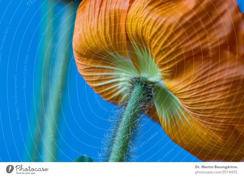 Isländischer Mohn von unten orange Islandmohn Kulturvarietät Blume Papaver nudicaule Vorbau Behaarung haarig Nahaufnahme Unschärfe verschwommen von hinten