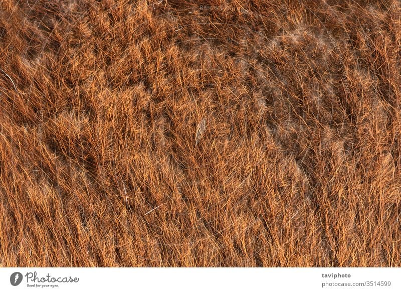 Lama-Fell detaillierte Textur Material Säugetier Schaf beige texturiert Nahaufnahme Oberfläche Hintergrund Tier Detailaufnahme Wolle Haut weich pelzig wollig