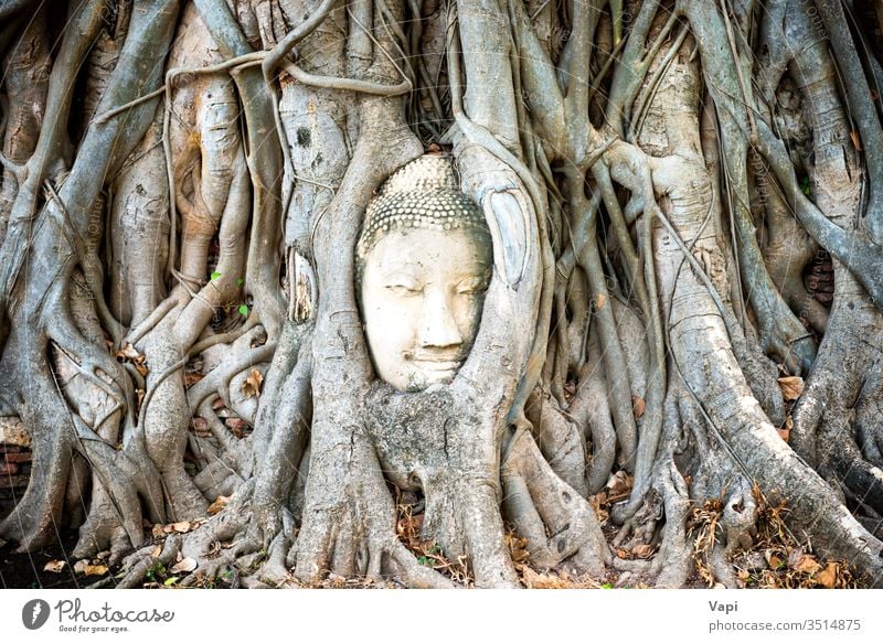 Buddhakopf in Baumwurzeln in den Ruinen des Tempels Wat Mahathat. Ayutthaya, Thailand Kopf ayuthaya historisch Tourismus religiös unesco Wahrzeichen maha Dass