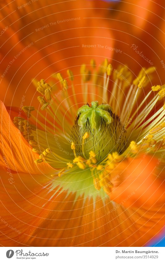 Orangefarbene Blume des Islandmohns orange Kulturvarietät Papaver nudicaule Ausdauer Staubfäden Pollen Stigmatisierung Nahaufnahme Unschärfe verschwommen