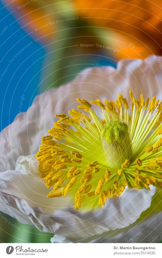 Blume des Isländischen Mohns orange Islandmohn Kulturvarietät Papaver nudicaule rosa Ausdauer Staubfäden Pollen Stigmatisierung Nahaufnahme verschwommen