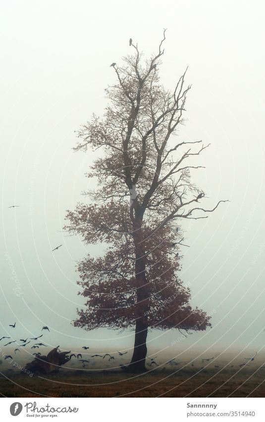 Mystic Tree Baum Nebel mystisch Vogel November trist Morgendämmerung majestätisch Gemälde Vogelbeobachtung Natur Naturliebe