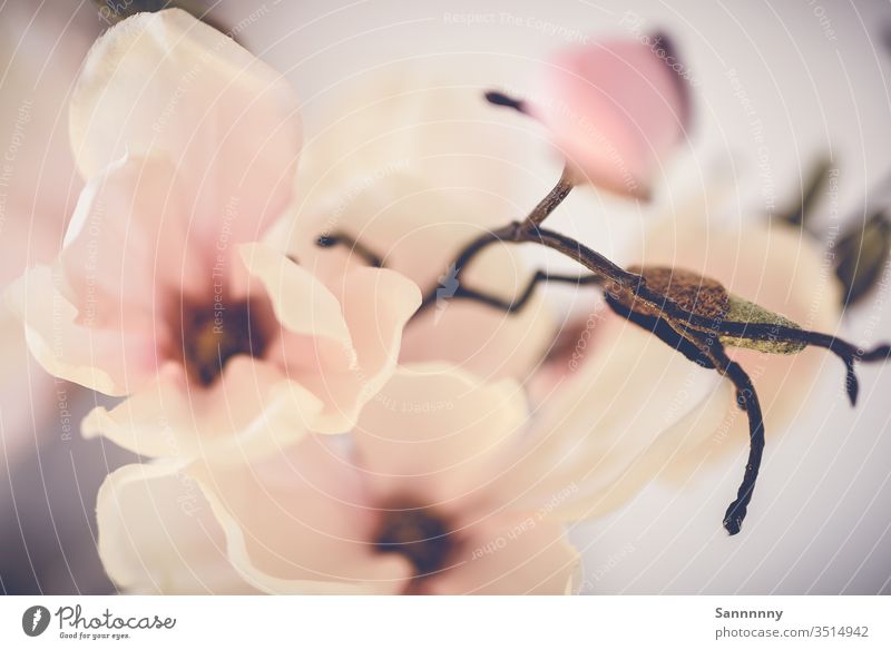 Pastellflower rosa Natur Blütenpflanze Zweige u. Äste weiß zart Dekoration & Verzierung Bildart & Bildgenre Pastellton