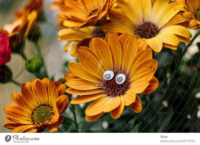 Blume mit lustig guckenden Wackelaugen, sieht aus wie ein Gesicht Augen orange Blüte Natur lebendig witzig Menschenleer Blick Pflanze Beet Balkon dekorativ