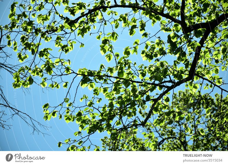 Überglücklich vor purer Lebenslust tanzten die neu geborenen, frisch grün leuchtenden Blätter des alten Lindenbaums im hellen Frühlings Sonnenschein