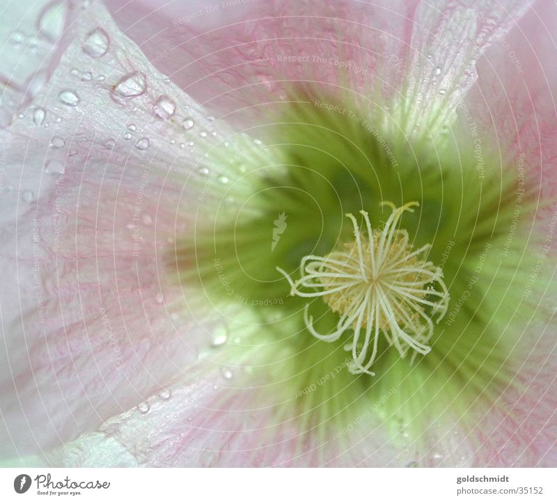 Blüte (mit Wassertropfen) rosa grün Strukturen & Formen Makroaufnahme