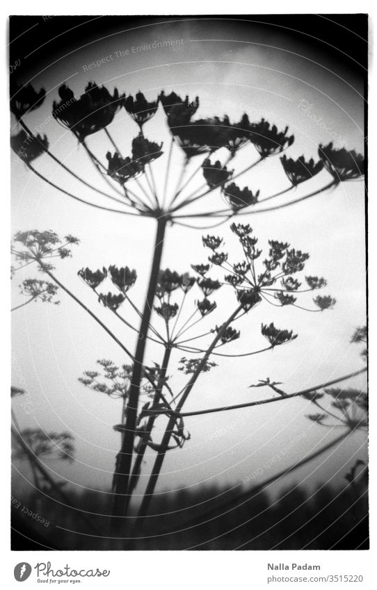 Pflanze in S/W Schwarz/ Weiß schwarz Blume Natur Analogfotografie analog Selbstbaukamera menschenleer Bärenklau Außenaufnahme