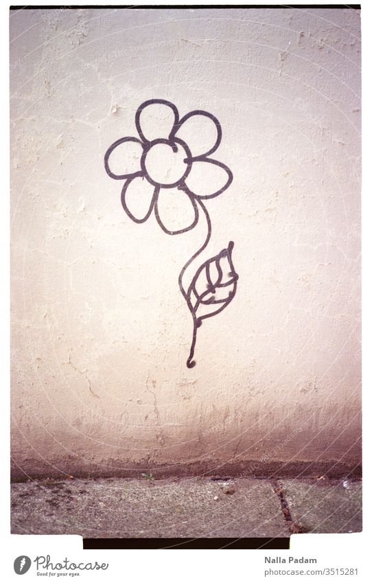 Abbild der Natur in Form einer Blume an einer Wand Blüte Blatt Mauer Graffiti schwarz grau menschenleer Textfreiraum li Textfreiraum re Zeichnung Malerei