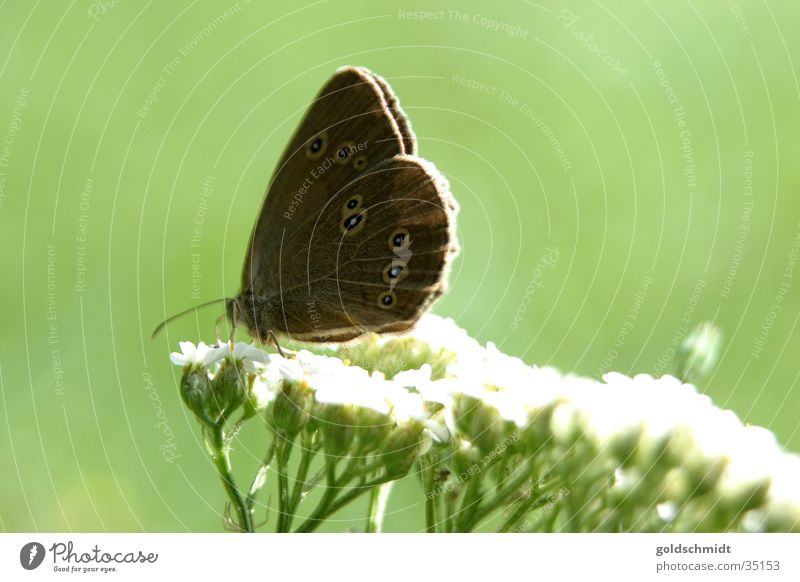 Schmetterling (auf Schafgarbe) Gewöhnliche Schafgarbe grün Blüte Frühling braun Makroaufnahme