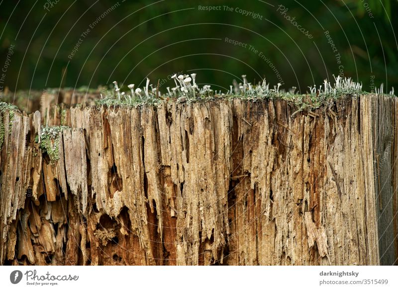 Fauler Baumstamm mit schadhaftem Holz und Cladonia Pilzen Biologie Flechten Ökologie Wald Wurmbefall Holzwurm Natur Umwelt Nahaufnahme Farbfoto Pflanze