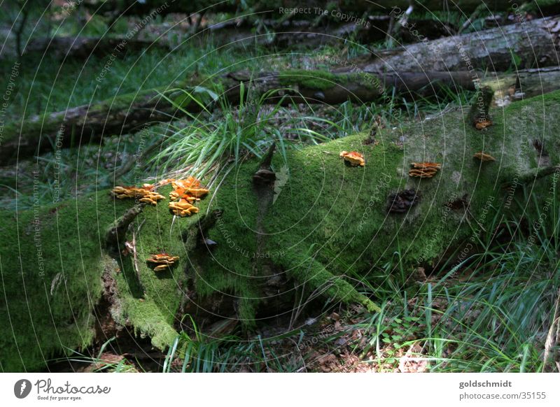 Bannwald Wald Baum grün Blatt Sonnenstrahlen kaputt Pilz