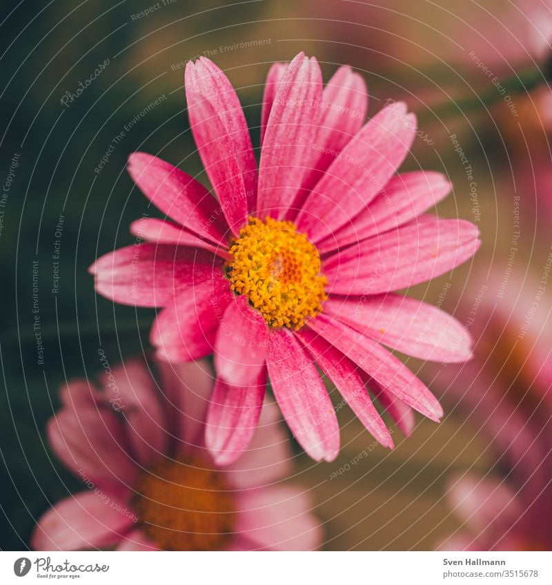 Makroaufnahme eines rosa Gänseblümchens Blume Sommer Pflanze Natur grün Frühling Blüte Wiese flower gelb Nahaufnahme Gras Garten Unbekümmertheit Farbfoto Mensch