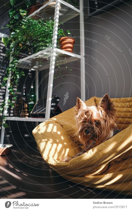 Süßer Hund Sonne gelb im Innenbereich Sommer Familie Tier Farbfoto Tierporträt Natur sich[Akk] entspannen Haustier Licht