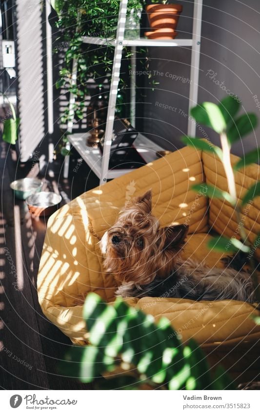 Süßer Hund Sonne gelb im Innenbereich Sommer Familie Tier Farbfoto Tierporträt Natur sich[Akk] entspannen Haustier Licht