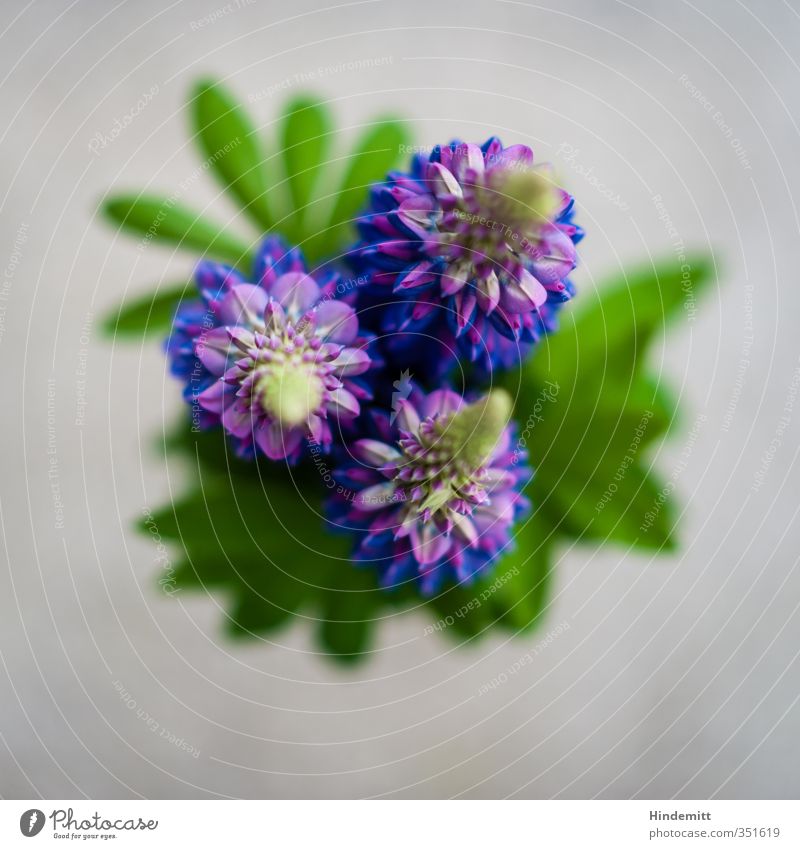 Prilblume [sophisticated] Pflanze Frühling Blatt Blüte Lupinenblüte stehen ästhetisch außergewöhnlich fantastisch frisch schön Sauberkeit blau grau grün violett