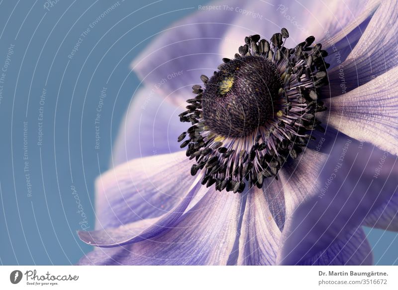 Ein blauer Stamm der Mohnanemone, Nahaufnahme und Kopierraum Kuhschelle coronaria Blume Blütenblätter Ausdauer tuberös herbaceus perenneal giftig mediterran