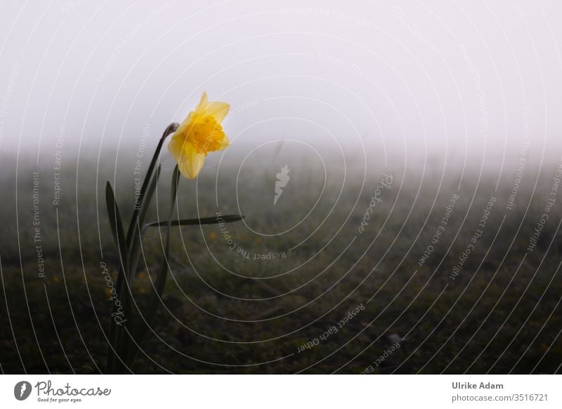 Einsame Narzisse in nebeliger Wiese Trauerkarte Nebel Nebelig Diesig Mystisch Osterglocke Frühling trüb Landschaft Natur Außenaufnahme Menschenleer Pflanze