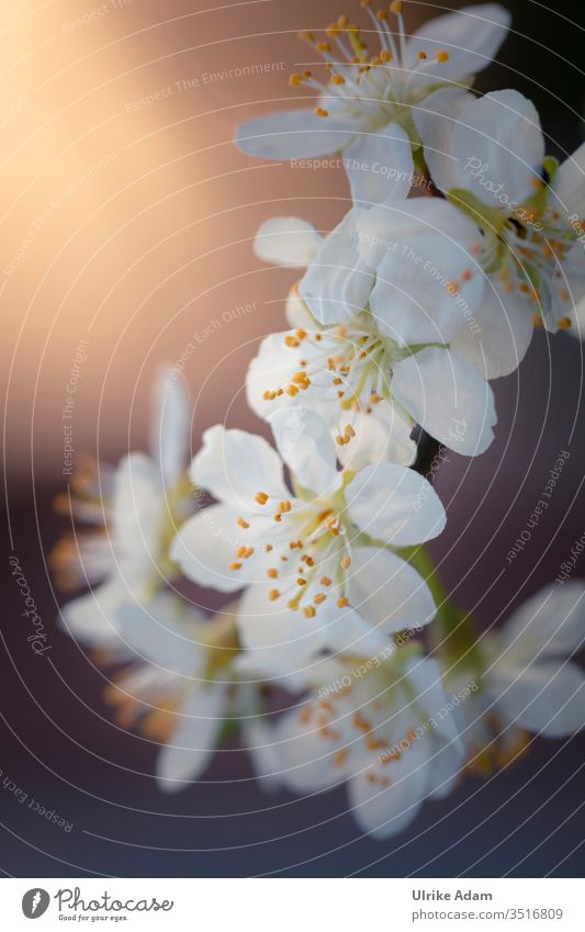 Frühlingsboten - Weiße Blüten des Weißdorn (Crataegus) erstrahlen im warmen Licht Schwache Tiefenschärfe Hintergrund neutral Freisteller Menschenleer