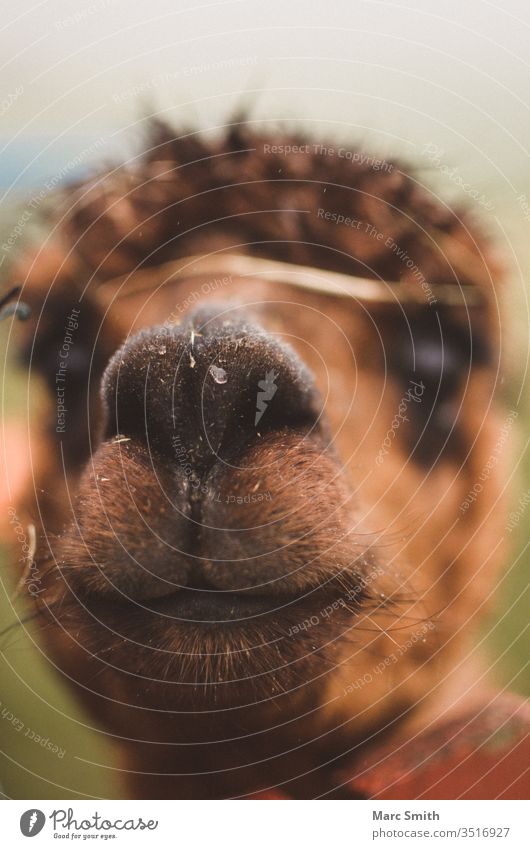 Alpaka Porträt Außenaufnahme Farbfoto Weide Kopf tierisch Karma Lama braun wild niedlich lustig Nutztier Haustier Wiese Wildtier Zoo Streichelzoo Tierporträt