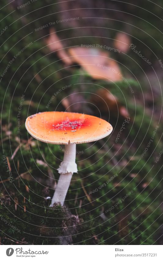 Ein Pilz im Wald Natur Moosteppich Schwache Tiefenschärfe Herbst grün Waldboden rot orange