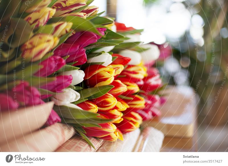 Eine große Anzahl von Tulpen lag auf dem Tisch, um sie für den Verkauf auf dem Markt oder im Geschäft vorzubereiten. Seitenansicht Blumenstrauß Hände Papier Art