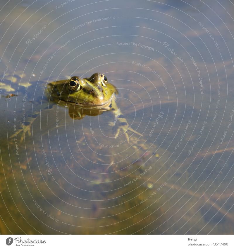 grüner Frosch schwimmt in einem Tümpel und schaut aus dem Wasser Tier Amphibie Farbfoto Außenaufnahme Menschenleer Natur 1 Tierporträt See Textfreiraum rechts