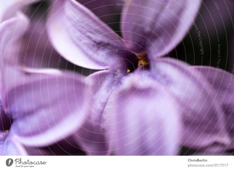 Nahaufnahme von lila Fliederblüte Blüte Pflanze Blume Natur Frühling violett Blühend Schwache Tiefenschärfe Farbfoto Außenaufnahme Detailaufnahme Makroaufnahme