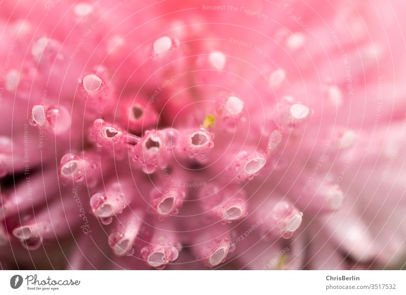 Makro-Fotografie eines rosa Gänseblümchens mit Wassertropfen Bellis perennis Nahaufnahme Blume Pflanze Natur Frühling Blüte Makroaufnahme Farbfoto Außenaufnahme
