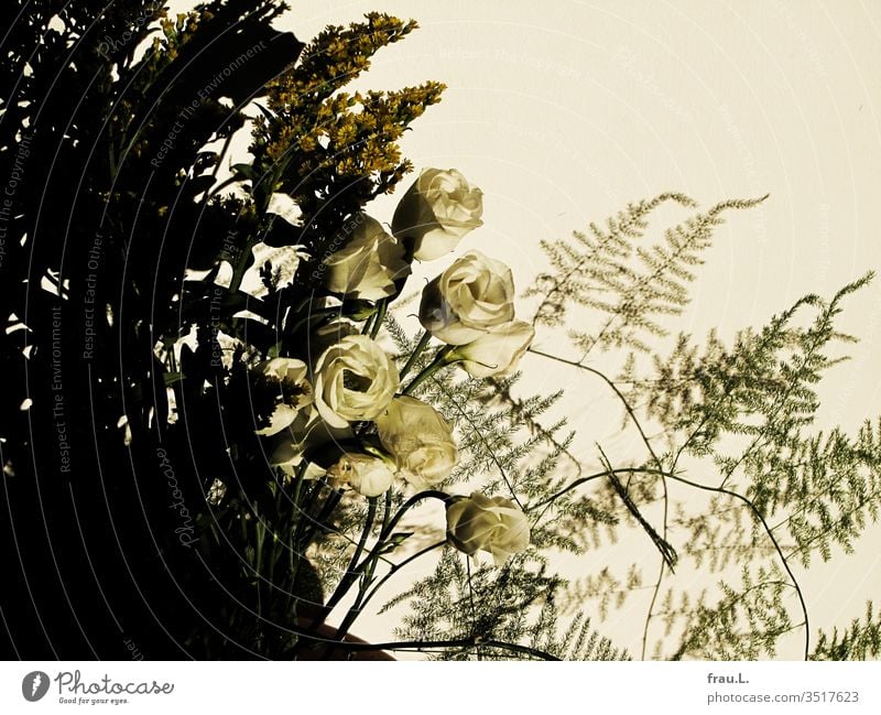 Lysianthos, Goldrute und Asparagus waren sich gegenseitig Fremde und harmonierten doch. Blumen ,Blumenstrauß Blüte Vase Wand Natur Pflanze Innenaufnahme