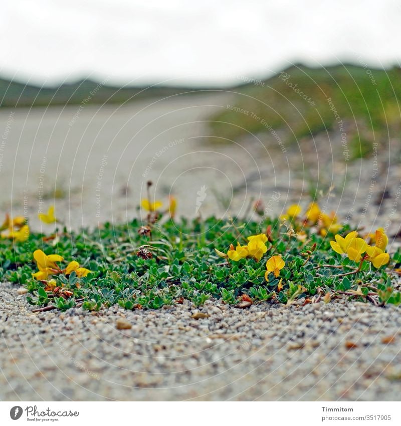 Auf kargem Boden blüht da was Pflanze grün blühen Blüte gelb Weg Wege und Pfade trocken Steine Hügel Dünen Dünengras Dänemark Menschenleer Farbfoto Natur