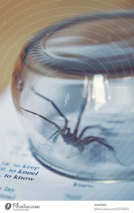 spinne in einem glas gefangen Spinne eklig Phobie gruselig Arachnophobie Spinnentier Spinnenbeine Angst Ekel krabbeln bedrohlich