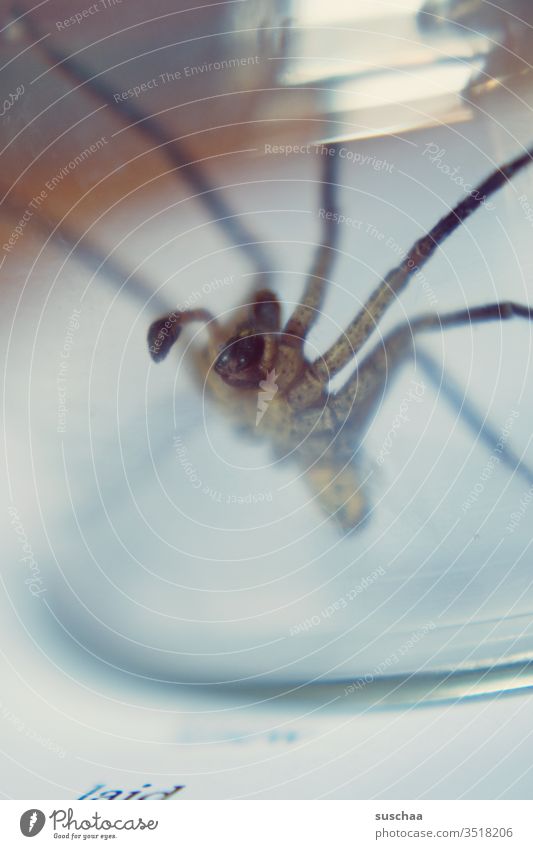 spinne am rand eines glasgefäßes Spinne eklig Phobie gruselig Arachnophobie Spinnentier Spinnenbeine Angst Ekel krabbeln bedrohlich gefangen durchsichtig