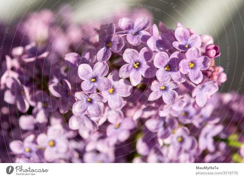 Morgens mit dem Duft von Flieder Fliederbusch Pflanze Natur Sonne Farbe Blumen purpur Makro Saison Frühling