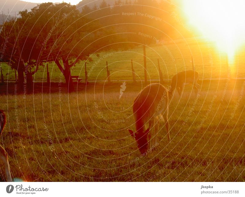Reh am Morgen Sonne Natur Tier Sonnenlicht Baum Wiese Feld Wildtier 2 beobachten Farbfoto Außenaufnahme Menschenleer Morgendämmerung Gegenlicht Ernährung