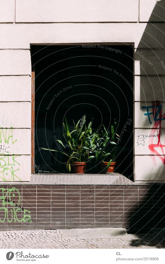 so what Pflanze Topfpflanze Fenster Graffiti Wand urban Dekoration & Verzierung trist Grünpflanze Zimmerpflanze Blumentopf Farbe Schmiererei dreckig Stadt