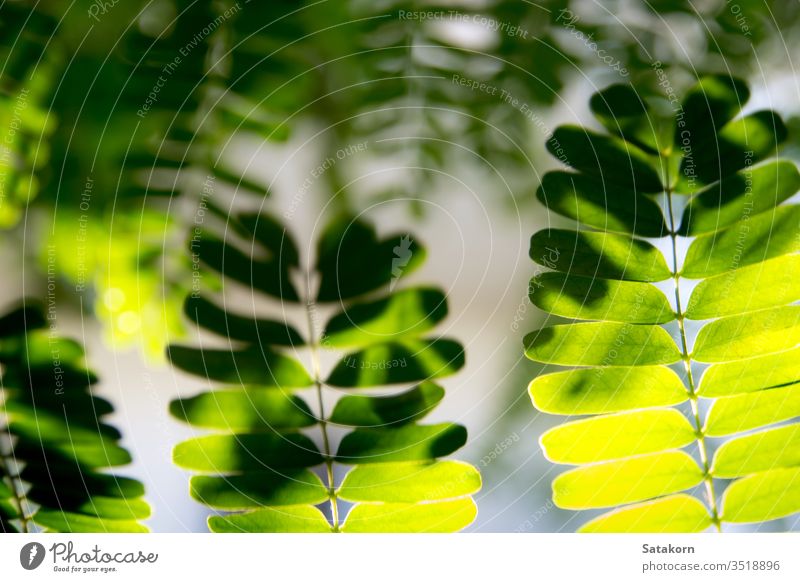 Licht scheint auf die Blätter des Tamarindenbaums Blatt tamarind Natur frisch hell Glanz Ast grün Schatten Sommer weiß Pflanze Sonnenlicht Morgen Muster Textur