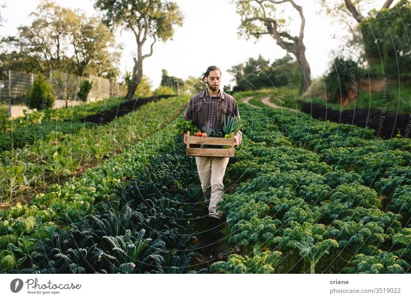 Junglandwirt bei der Feldernte von Gemüse Kale Salatbeilage Business Landwirtschaft Kasten kultivieren Frische Gärtner Männer arbeiten Ernten Beruf Umwelt