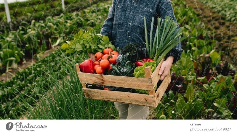 Nahaufnahme einer Bauerntragebox mit frischem Bio-Gemüse im Gewächshaus Tomate Kasten Kiste nachhaltig Frau produzieren Garten Landwirt Natur grün Ernte
