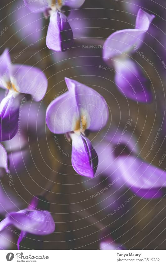 Nahaufnahme einer violetten Glyzinie Glycin grün Natur im Garten Frühling Pflanze Reben Botanik Blühend Makroaufnahme Blume Blüte schön filigran Blütenstempel