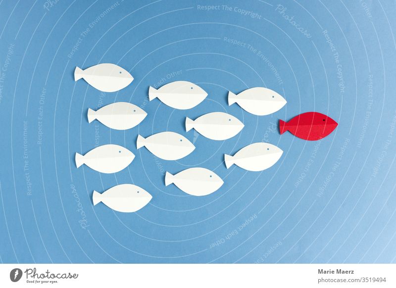 Weiße Fische folgen rotem Fisch Grafik u. Illustration Team Business Führung Führungskraft Ziel Erfolg Farbfoto Kraft Papierschnitt abstrakt Silhouette