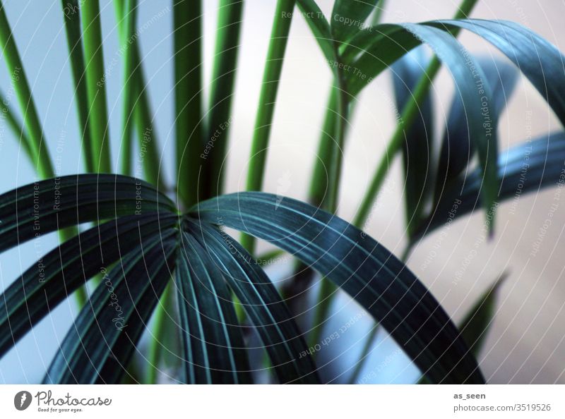 Palmblätter Palme Grünpflanze Farbfoto Pflanze Natur grün Blatt Menschenleer exotisch Palmenwedel Umwelt Tag Baum Nahaufnahme Strukturen & Formen