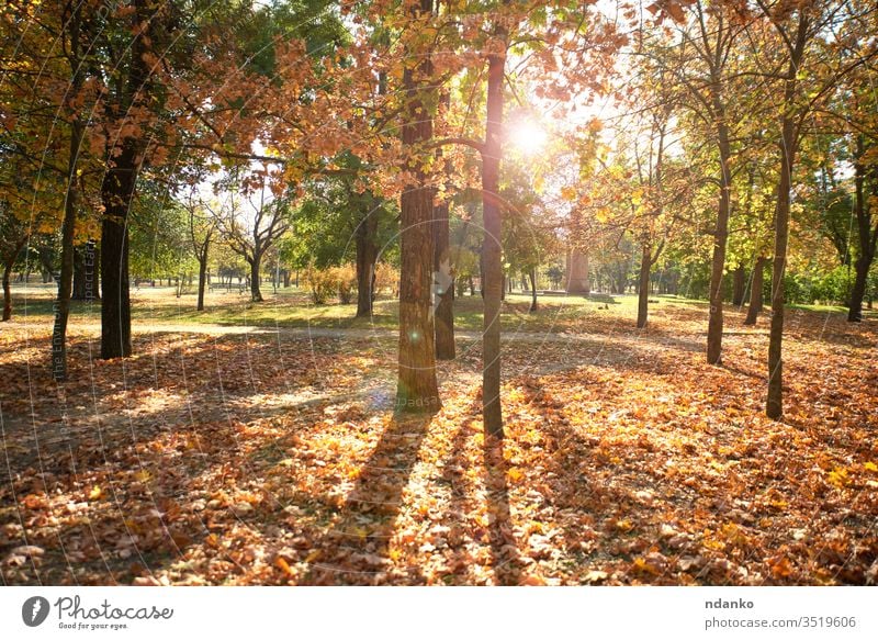 leerer Stadtpark ohne Menschen an einem Herbsttag urban Menschenleer niemand gold Hintergrund schön Schönheit Unschärfe Bokeh Ast hell Farbe farbenfroh