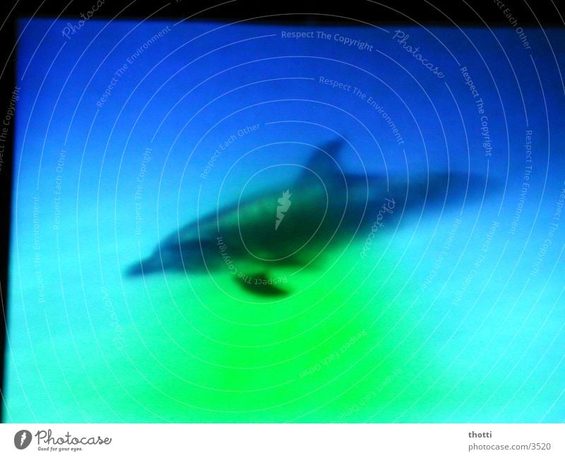 Flipper Delphine grün Meer Verkehr blau Unterwasseraufnahme