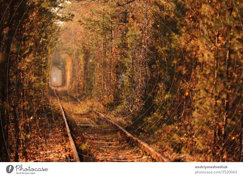 Tunnel der Liebe. Tunnel der Liebe in der Ukraine. Eine Eisenbahn im herbstlichen Waldtunnel der Liebe. Alter geheimnisvoller Wald. bambus schön Schönheit blau